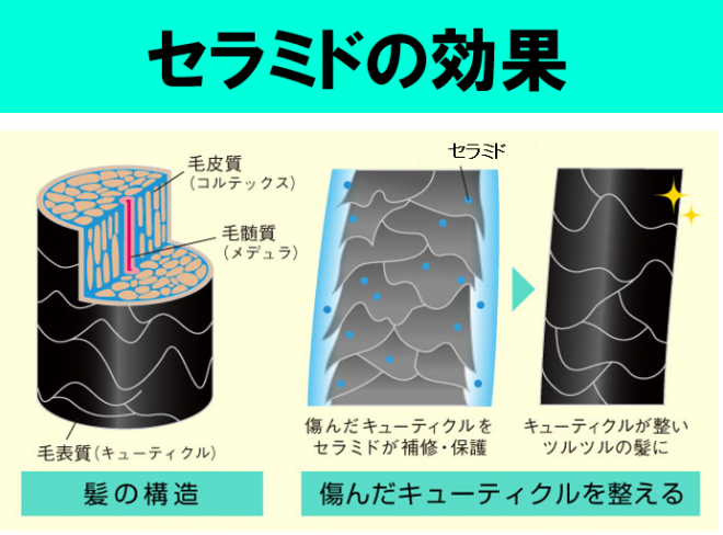 セラミド　コラム